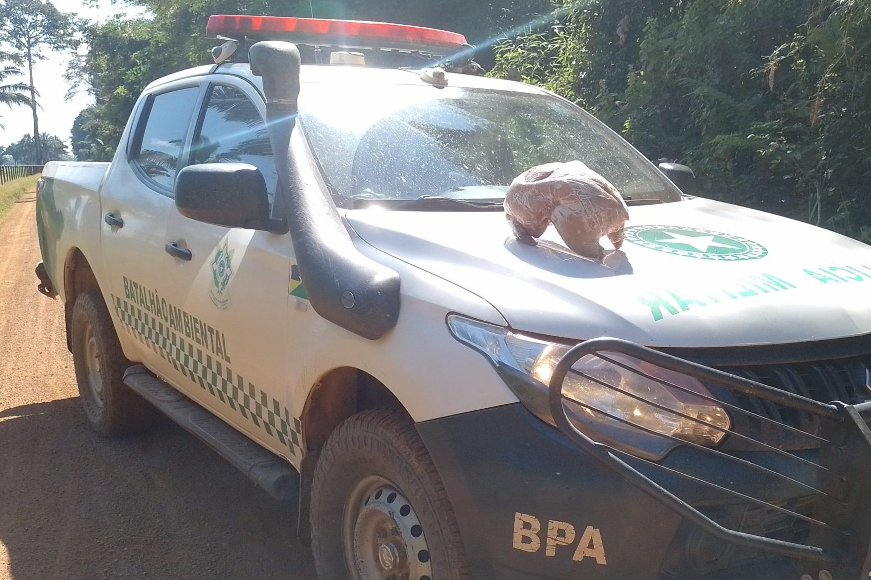 MATOU A PACA - Polícia Ambiental flagra transporte ilegal de animal silvestre abatido na zona rural de Guajará-Mirim 
